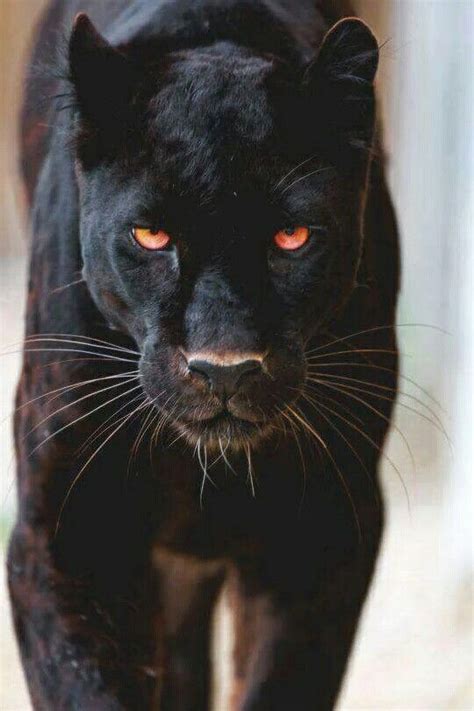 Zwarte Panter Black Panther Cat Panther Cat Panther Tattoo