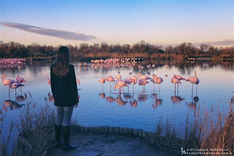 Laureen Armengau On Twitter Flamingos Love Ii Another One From