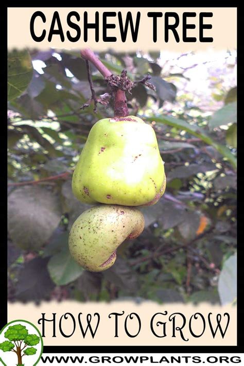 How indians harvested fruits and squeezed the pulp into a. Cashew tree - How to grow & care