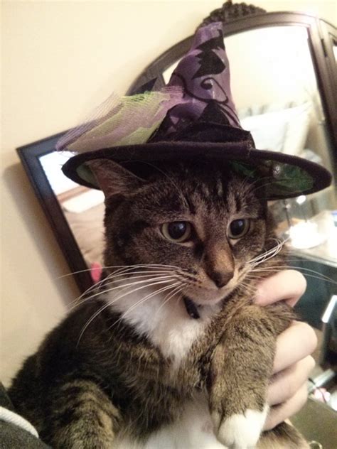 Halloween Inlander Staff Cats In Costume Bloglander