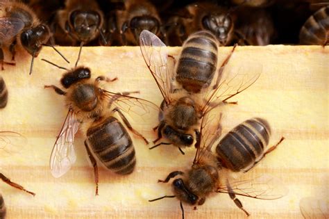 Bienen Ableger Carnica oder Buckfast kaufen - Hektar Nektar Onlineshop