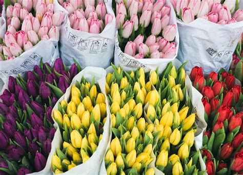 Colorful Tulips At Flower Market Stock Photo 108516 Youworkforthem