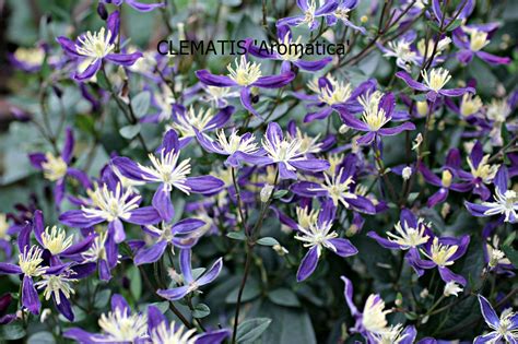 Image Result For Clematis Aromatica Images Clematis Back Gardens