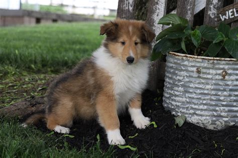 Akc Registered Collie Lassie For Sale Fredericksburg Oh Male Spike