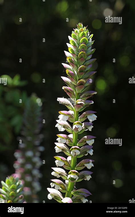 Acanthus Acanthaceae Plant Tropical Flowers Stock Photo Alamy