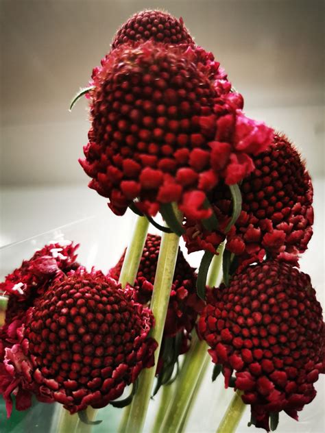 Scabiosa Scoop Red Velvet Scabiosa Flowers And Fillers Flowers By