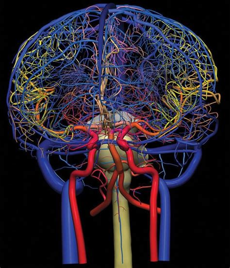 The Cerebro Vasculature Along With The Brain Stem And Spinal Cord A