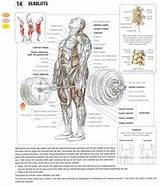 Muscle Exercise Anatomy Images