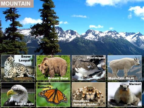 Teaching Resources Animal Habitats Habitats Teaching Resources
