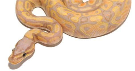 Coral Glow Ball Python Genetics History And Pictures Beyond The Treat