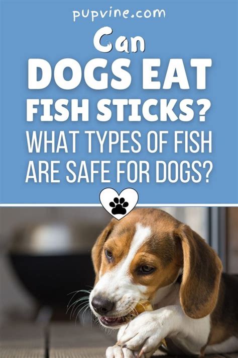 Can Dogs Eat Fish Sticks Healthy Choice Or Big Hazard