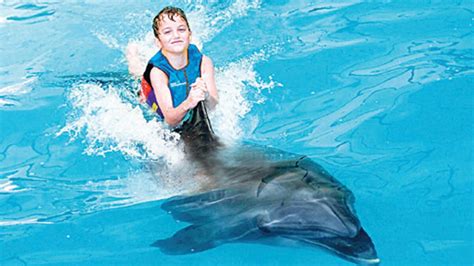 Dubai Dolphinarium 2023 Bird Dolphin And Seal Show For Enjoyment