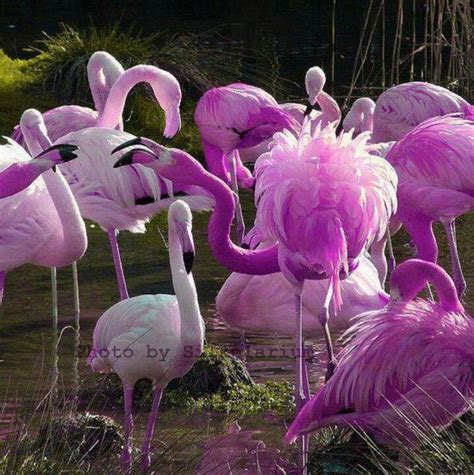 Pin De Vanda En All Things Flamingo Flamingos Aves De Compañía