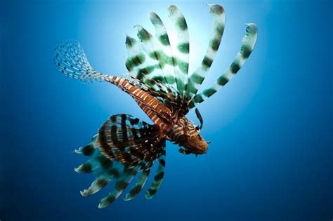 13 Of The Weirdest Deep Sea Creatures Readers Digest