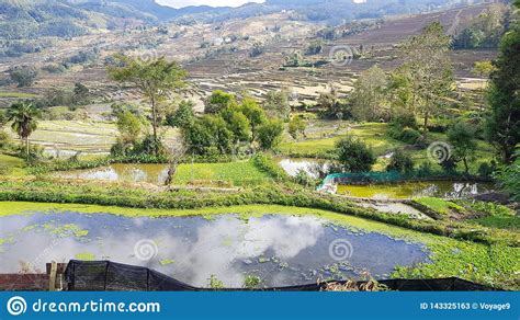 Terraced Rice Fields In Yunnan China Stock Image Image Of Rice