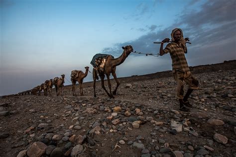 Savesave the camel driver for later. Salt camel caravan driver crossing the stone desert in the ...