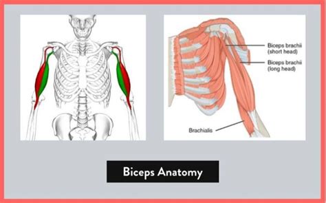 How To Fix Bicep Pain During Bench Press 5 Tips