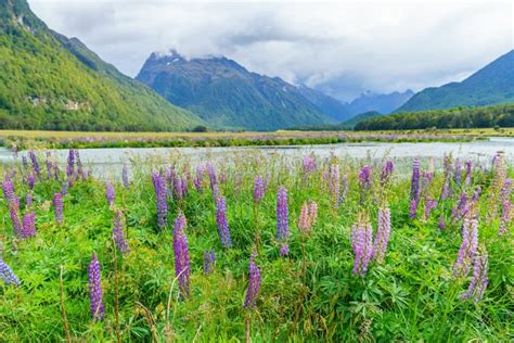 Meadow With Lupins On A River Between Mountains New Zealand 56 Stock