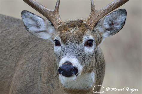 Marcel Huijser Photography Montana Wildlife Close Up Of White Tailed