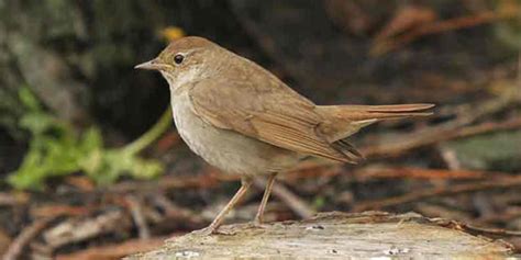 Tips For Finding And Photographing The Thrush Nightingale Ephotozine