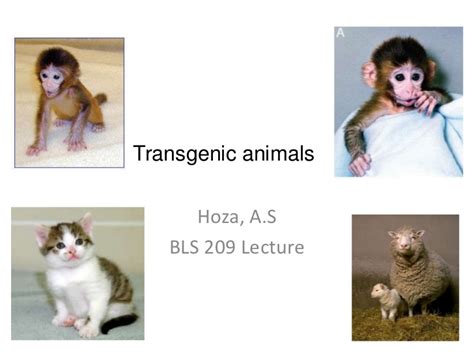 Generally, two different organisms become sexually compatible only if they belong to the same species. Transgenic animals