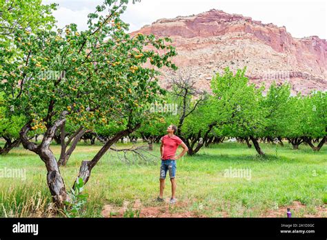 Apricots Trees Rows With Man Standing In Orchard In Fruita Capitol Reef