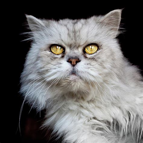 You will never miss the crucial thing to adopt a cat. Persian Gray Cat Photograph by Rogdy Espinoza Photography