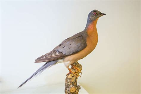 Once Abundant Passenger Pigeons Became Extinct 100 Years Ago