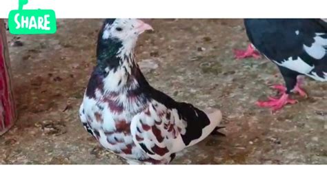 Sale Pigeons Pair Sale In Delhi Mobile Number 98116 75363 Youtube