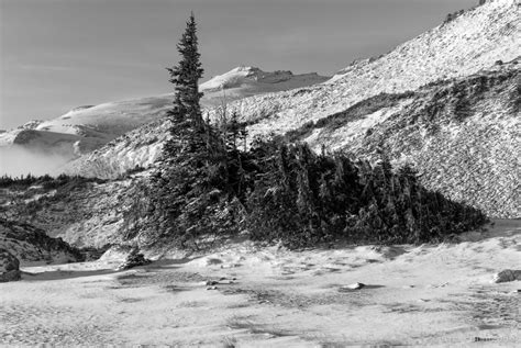 Foggy Alpine Landscapes No 1 Mount Rainier National Park Washington