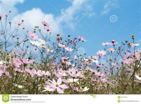 Field Of Wild Cosmos Flowers Stock Image Image Of Floral Green 5170745