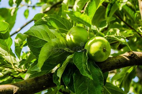 Apple Fruits On A Tree Stock Image Image Of Crop Healthy 222148455