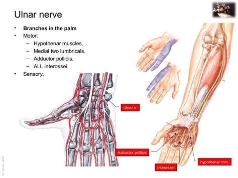 Applied Anatomy Ulnar Nerve Injury