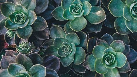 Find and download pinterest backgrounds on hipwallpaper. Green Leaves Flowers HD Indie Wallpapers | HD Wallpapers ...