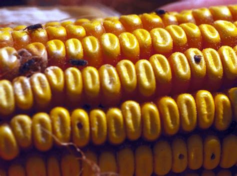 Start studying stored grain pest control. Larger grain borer (LGB) | Infonet Biovision Home.