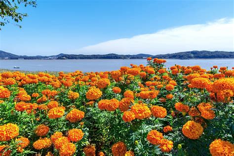 Cama De Flores De Pétalos De Naranja Corea Incheon Ganghwado Sales