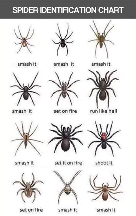 Spider Identification Chart Tennessee