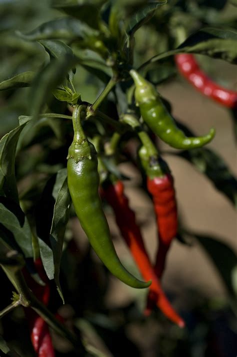 Add Healthy Flavor With Red Chili Pepper Pennlive Com