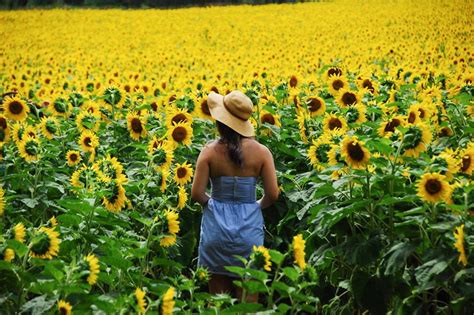 Sunflower Field Toronto Best Flower Site