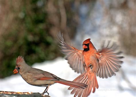 Northern Cardinal Male And Female 7901 Northern Cardinal M Flickr