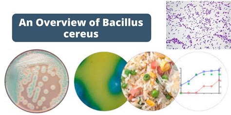 Unveiling The Presence Of Bacillus Cereus In Mexican Rice Salvation Taco
