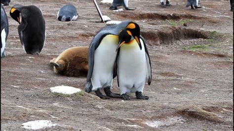 Emperor Penguins Mating