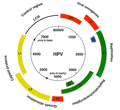 Genome Organization Of Human Papillomavirus The Genetic Map Of Hpv 16