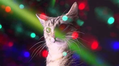 By chance, two men open their hearts to cats on the street. Dancing Cat AlterNateCatUniverse the cats all dance - YouTube