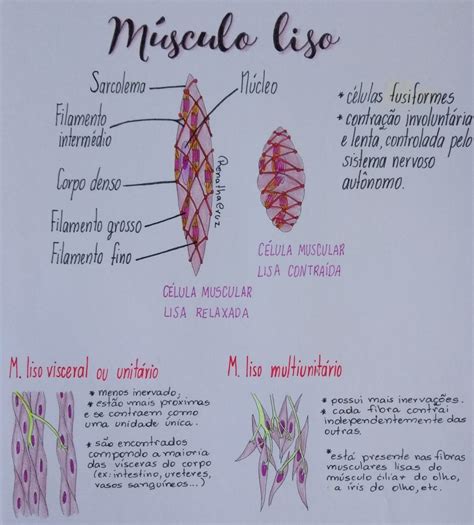 Conhecendo Os Diferentes Tipos De Tecidos Musculares Blog Fisioterapia