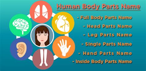 Human Body Parts Name For Pc How To Install On Windows Pc Mac