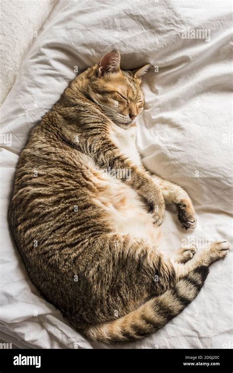 Funny Tabby Cat Stock Photo Alamy