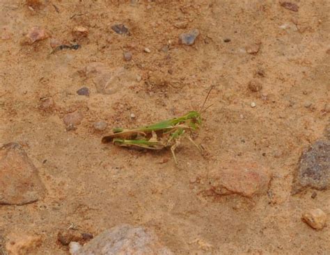 Dogon and Bangime Linguistics - Concept "grasshopper sp. (8)"