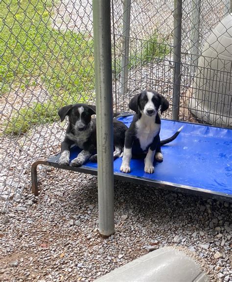 White County Animal Shelter