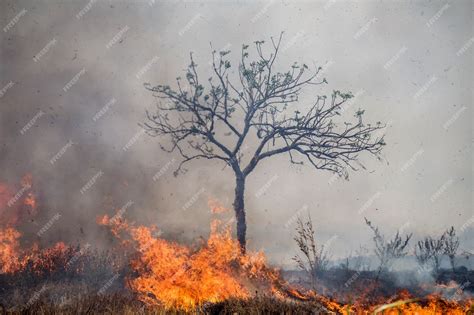 Premium Photo Wind Blowing On A Flaming Trees During A Forest Fire